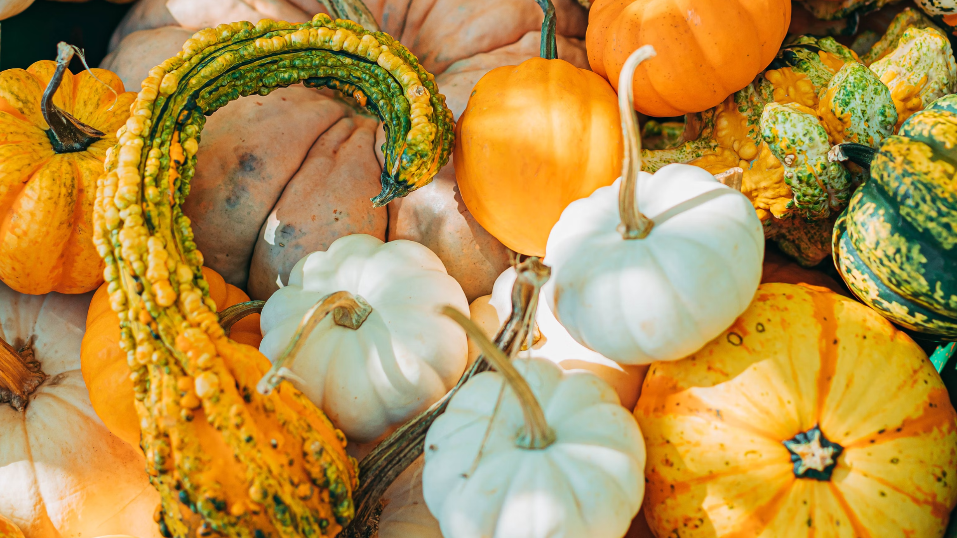 Comment bien choisir sa courge ?