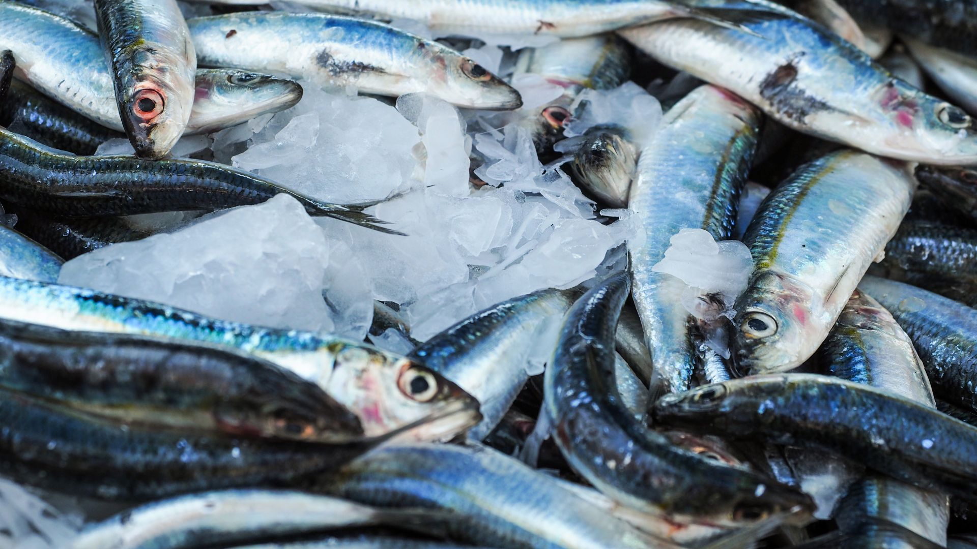 La pêche durable : les 7 choses à savoir !